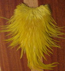DF  Indian saddle yellow